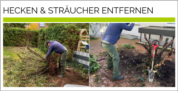HECKEN & STRÄUCHER ENTFERNEN